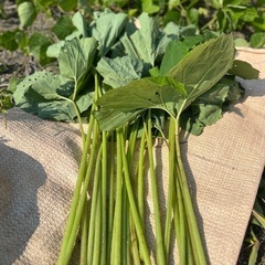 フキ500g 宮城県蔵王町