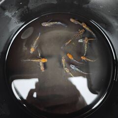 ユリシス×忘却の翼メダカ14匹程度の画像