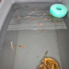 ユリシス×忘却の翼メダカ14匹程度の画像