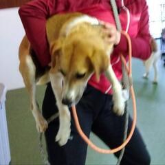 再投稿(;_;)　穏やかな　ニーナ　保護犬　雑種　 - 里親募集