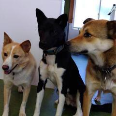 再投稿(;_;)　シャイボーイ　おかか　保護犬　雑種 - 里親募集