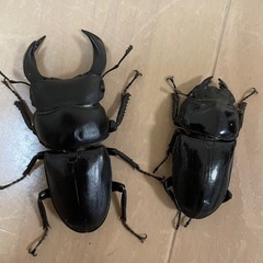 ホペイオオクワガタ　♂♀ペア
