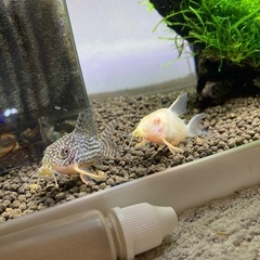 コリドラスステルバイ2匹