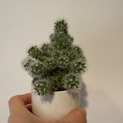 観葉植物　ミニサボテン