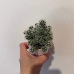 観葉植物　ミニサボテンの画像