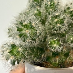 観葉植物　ミニサボテンの画像