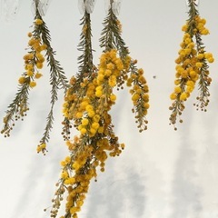 ミモザ  ドライフラワー　の画像