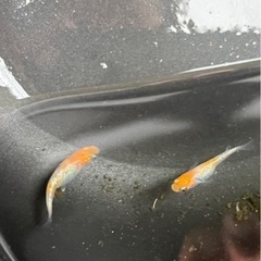 6月9日メダカ各種
