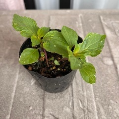 大葉苗1株
