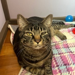 成猫です