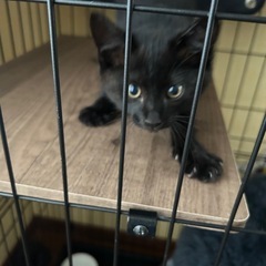 甘えんぼの黒猫