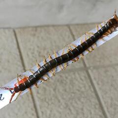 大きいムカデ　ジの画像