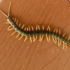 大きいムカデ　ジの画像