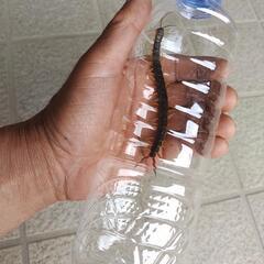 大きいムカデ　ジの画像