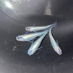 ★緑光🐟2ペア　産卵中めだか