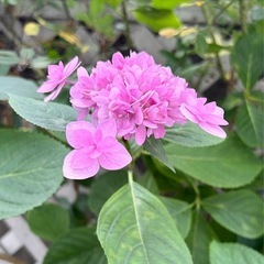 紫陽花　切花　あじさい　アジサイ