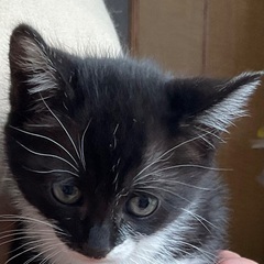 ３匹の保護猫　里親募集