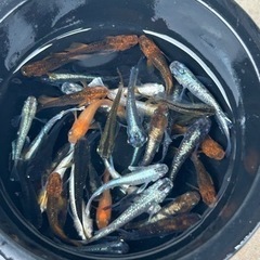 メダカ　ミックス40匹