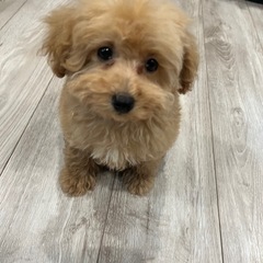 トイプードル仔犬🩶