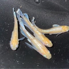★エメキン×紅白RLF🐟2ペア　メダカ産卵中