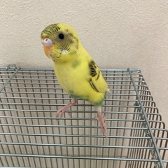 セキセイインコ　2025年3月生まれ メスかもしれません
