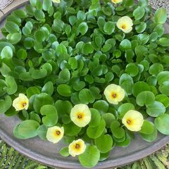 水草　ウォ―タ―ポピー　他いろいろの画像