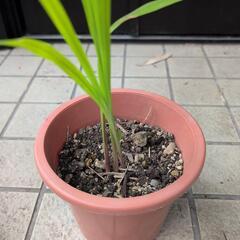 ヒメヒオウギズイセン　クロコスミアの画像