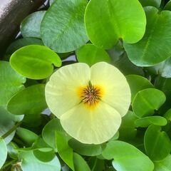 水草　ウォ―タ―ポピー　他いろいろの画像