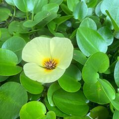 水草　ウォ―タ―ポピー　他いろいろの画像