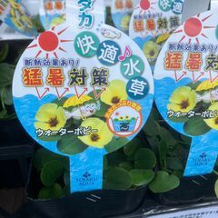 水草　ウォ―タ―ポピー　他いろいろの画像