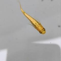 メダカ　現物出品　サンシャイン　1ペア