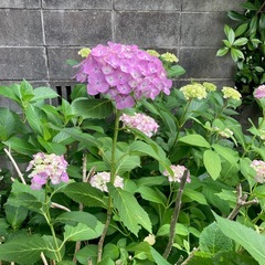 ピンク色の紫陽花　