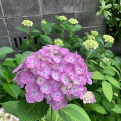 ピンク色の紫陽花　の画像