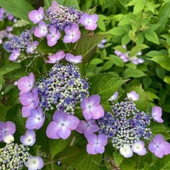 紫色紫陽花の画像