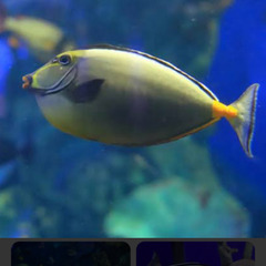 海水魚　熱帯魚　カニ　エビ　海藻