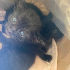 助けていただけないでしょうか。川に落ちていました4匹です。