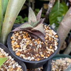 ハオルシア　竜鱗　観葉植物　塊根植物　多肉植物　多肉植物　ビザー...