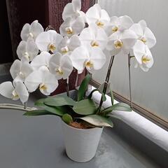 胡蝶蘭