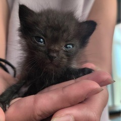 黒猫ちゃん