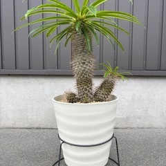 パキポディウム　ラメリー  ①