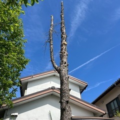 木の伐採