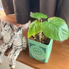 🌱ウンベラータ  紅茶缶