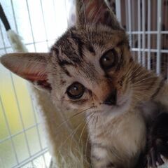 【メロン】2025.3.20生まれ - 猫