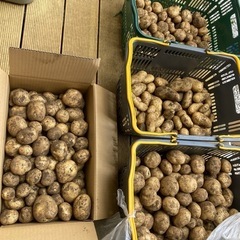 【じゃがいも】100円　4個