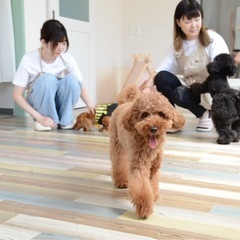 ワンちゃんの送迎業務・お世話補助