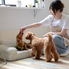 ワンちゃんの送迎業務・お世話補助の画像