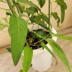 植物