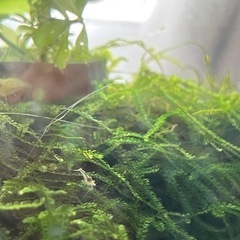 ミナミヌマエビ  33匹〜  