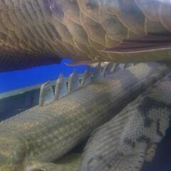 ポリプ　熱帯魚の画像