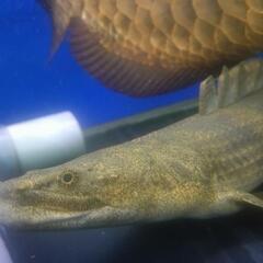 ポリプ　熱帯魚の画像